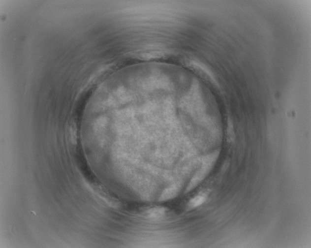 X0000070420210200606302109