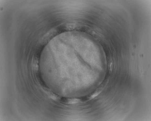 X0000070420226200606302109