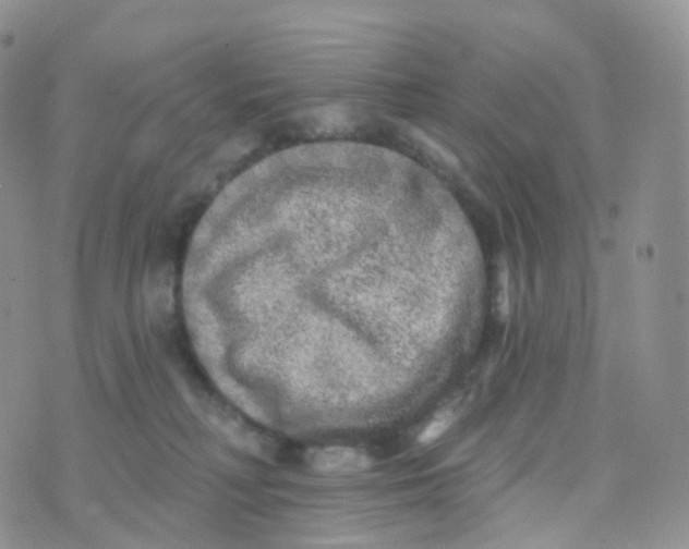 X0000070420230200606302109