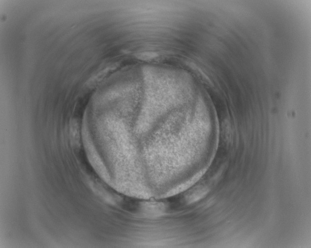 X0000070420234200606302109