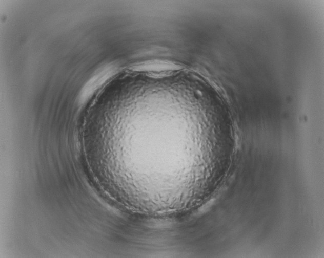 X0000070420245200606302108