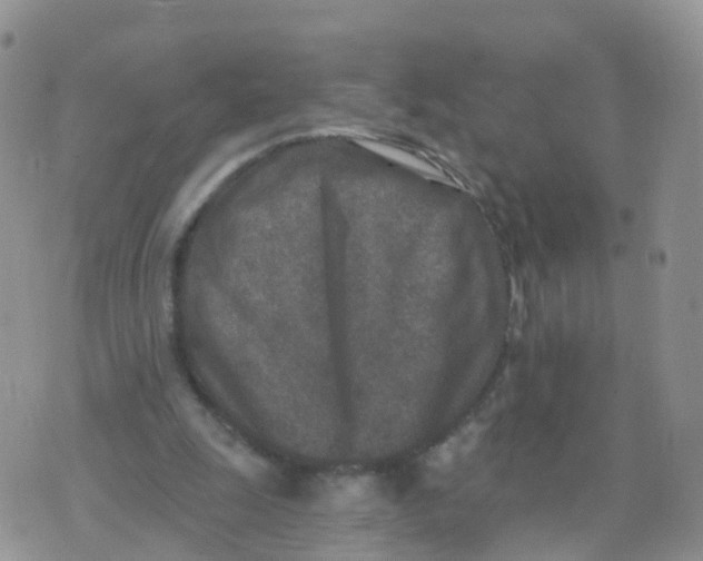 X0000070420247200606302108