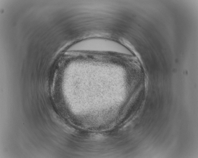 X0000070420249200606302108