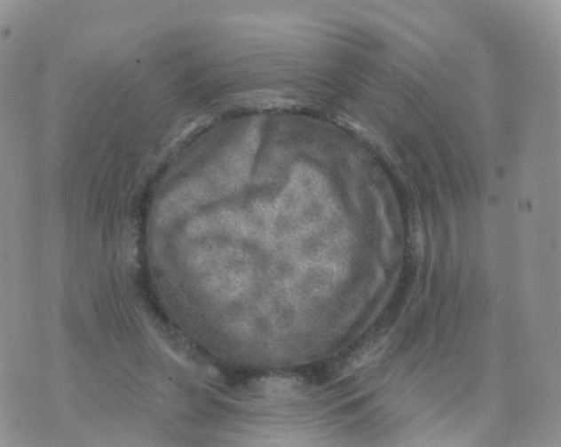 X0000070420255200606302108