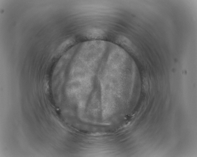 X0000070420259200606302108