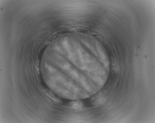 X0000070420275200606302109