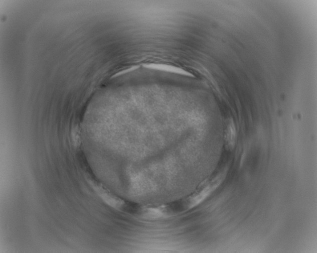 X0000070420285200606302109