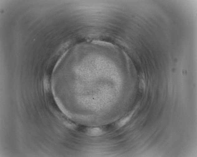 X0000070420287200606302109