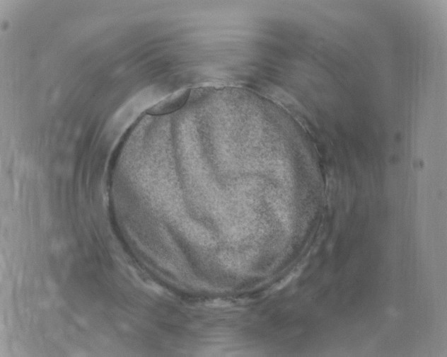 X0000070420290200606302108