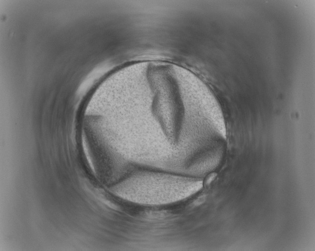 X0000070420296200606302108