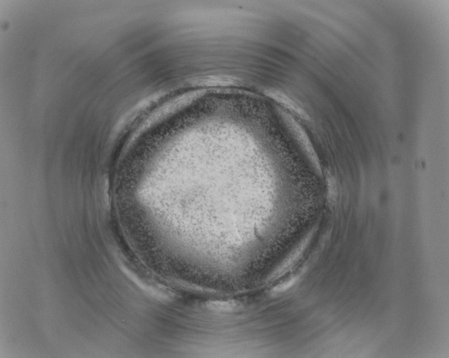 X0000070420302200606302108