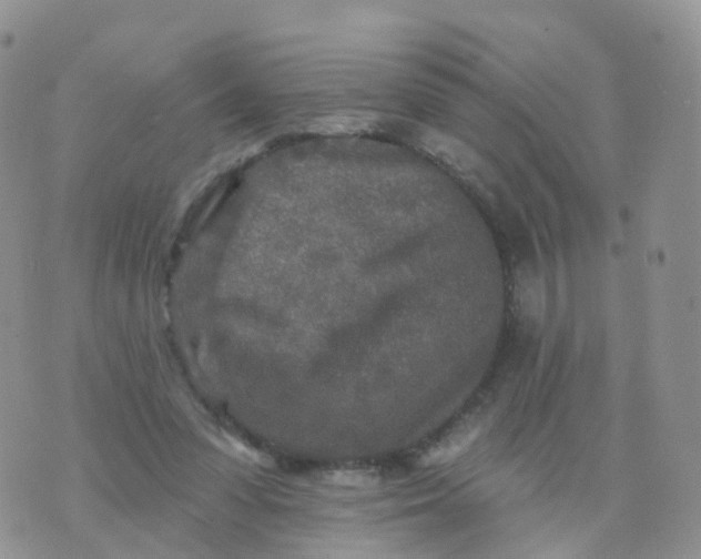 X0000070420303200606302108