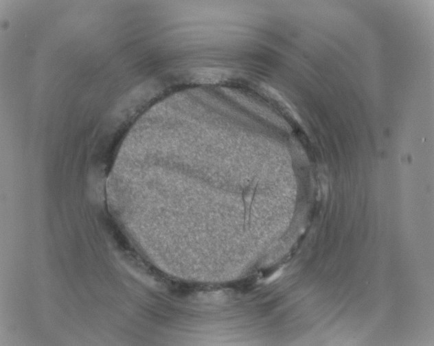 X0000070420307200606302108