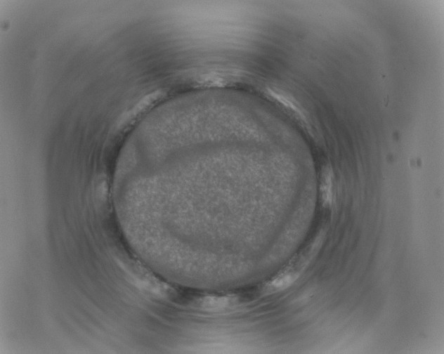 X0000070420314200606302108