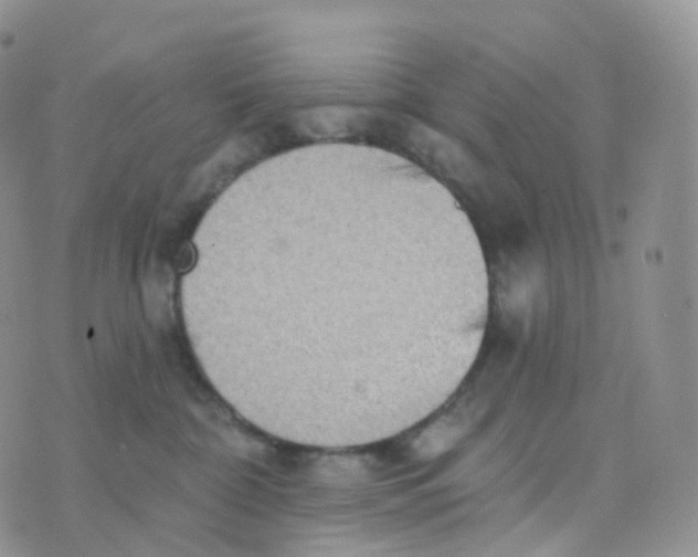 X0000070420332200606302107