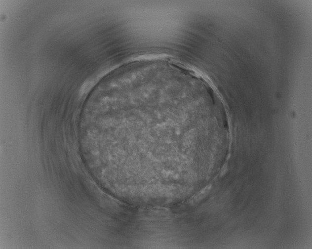 X0000070420337200606302106