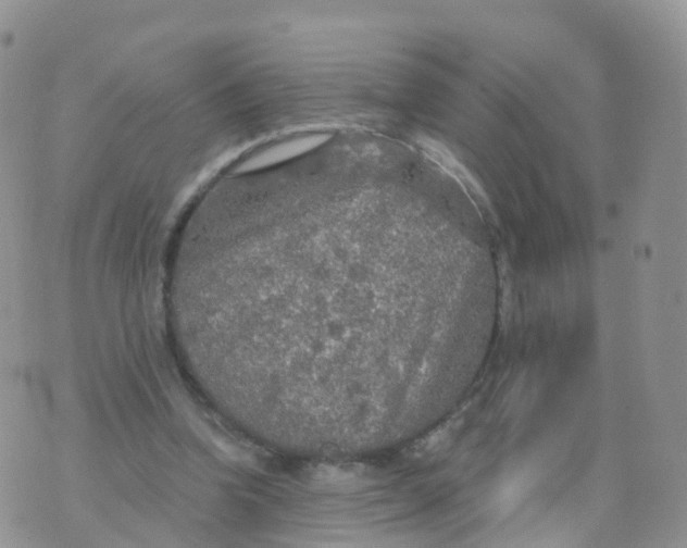 X0000070420346200606302107