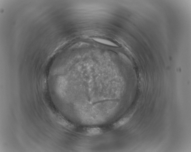 X0000070420355200606302107