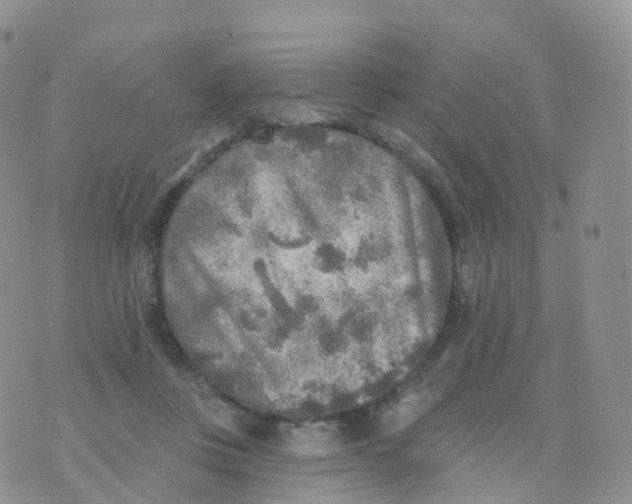 X0000070420359200606302107