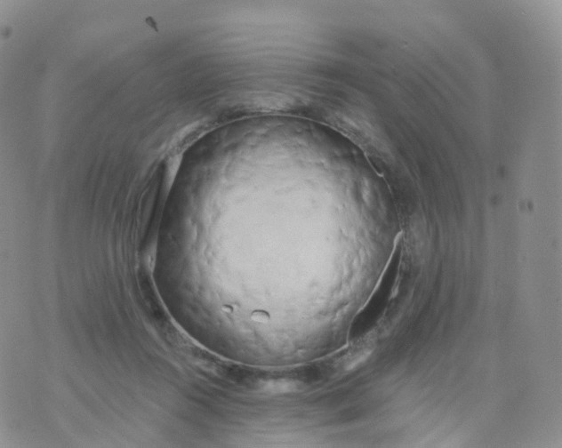 X0000070420360200606302107