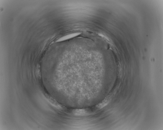 X0000070420361200606302107