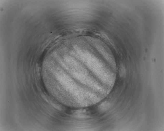 X0000070420366200606302107