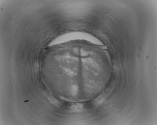 X0000070420369200606302107