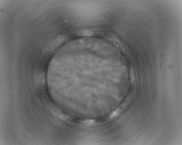 X0000070420374200606302107