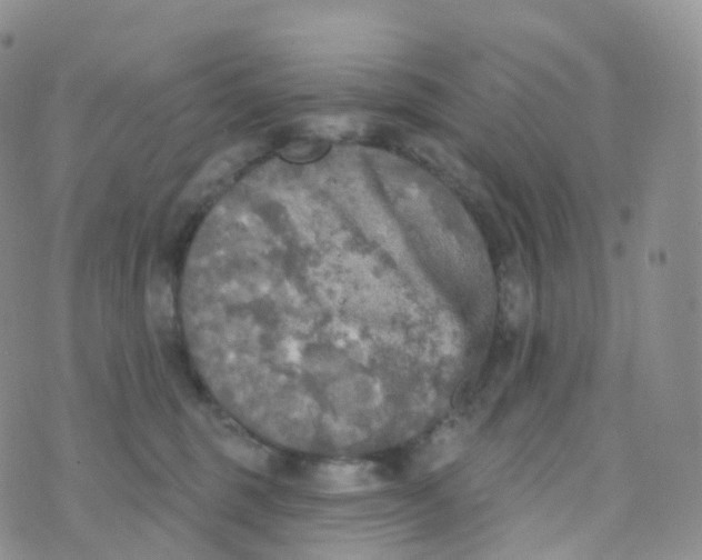 X0000070420375200606302107