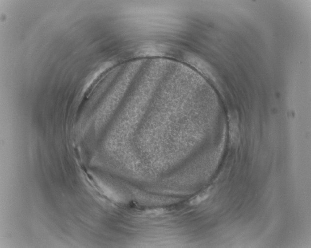 X0000070420386200606302106