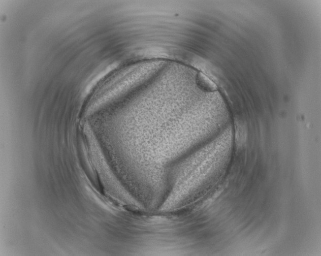 X0000070420390200606302106