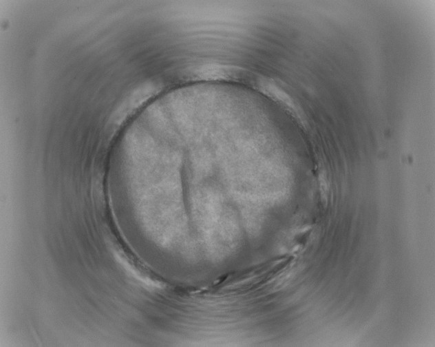 X0000070420394200606302106