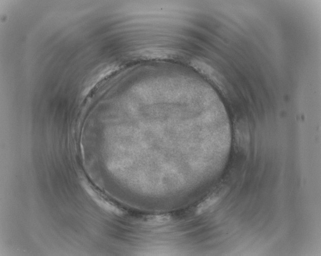 X0000070420398200606302106