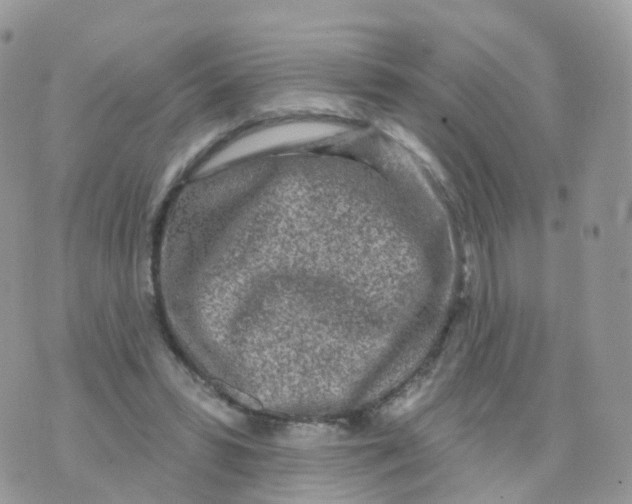 X0000070420399200606302106