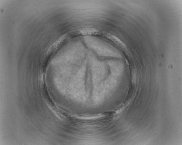 X0000070420405200606302106