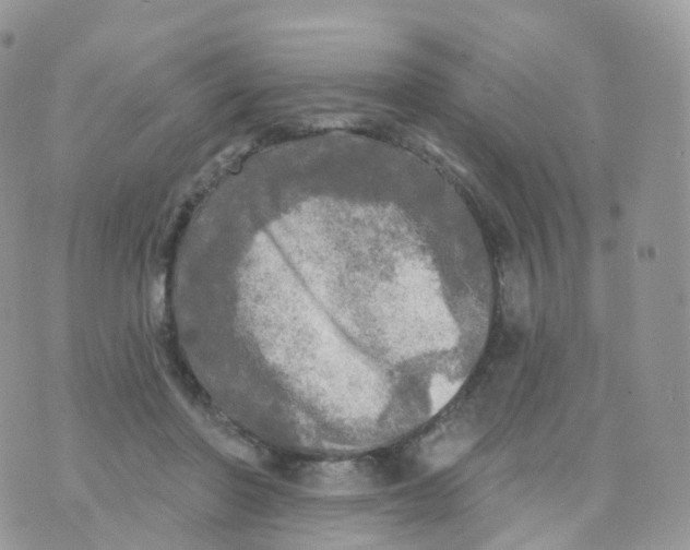 X0000070420406200606302106