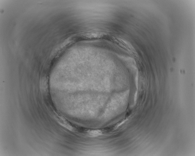 X0000070420409200606302106