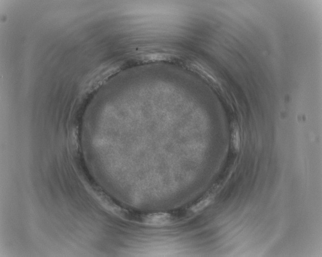 X0000070420410200606302106