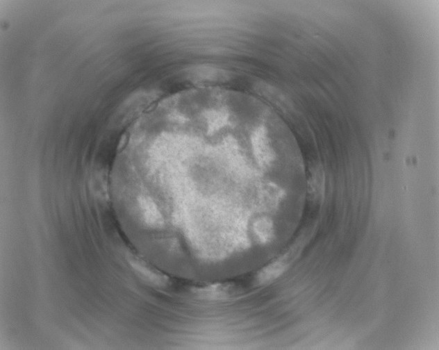 X0000070420430200606302106