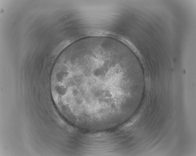 X0000070420433200606302105