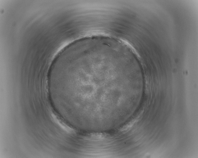 X0000070420439200606302105