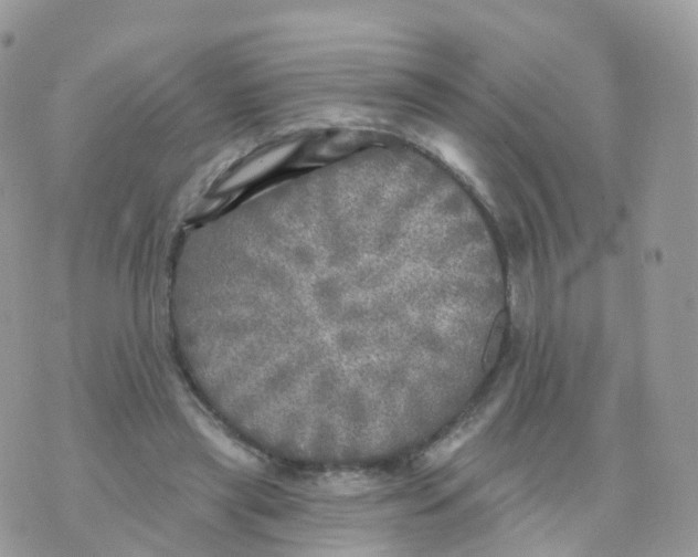 X0000070420445200606302105