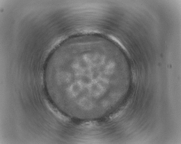 X0000070420447200606302105