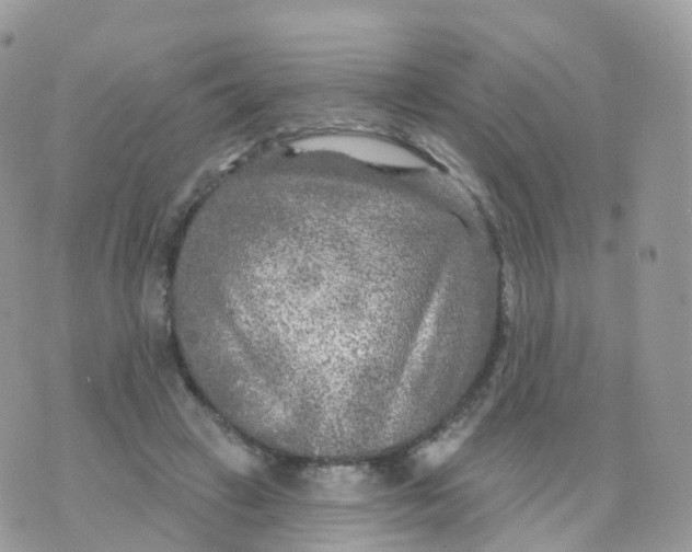 X0000070420449200606302105