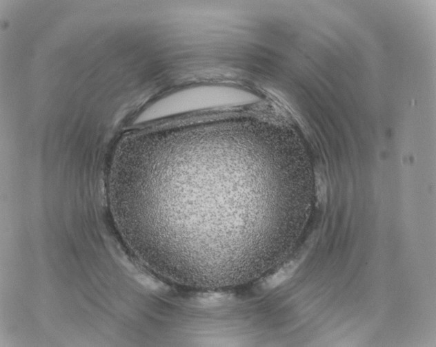 X0000070420453200606302105