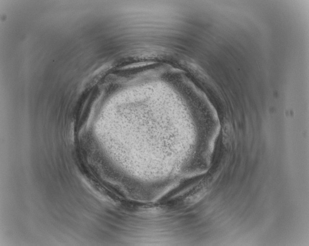 X0000070420454200606302105