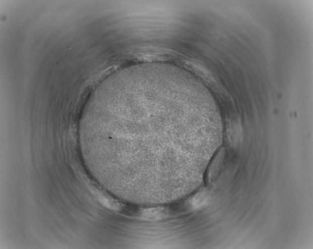 X0000070420461200606302105