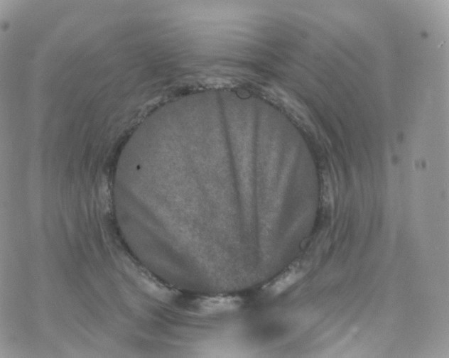 X0000070420465200606302105