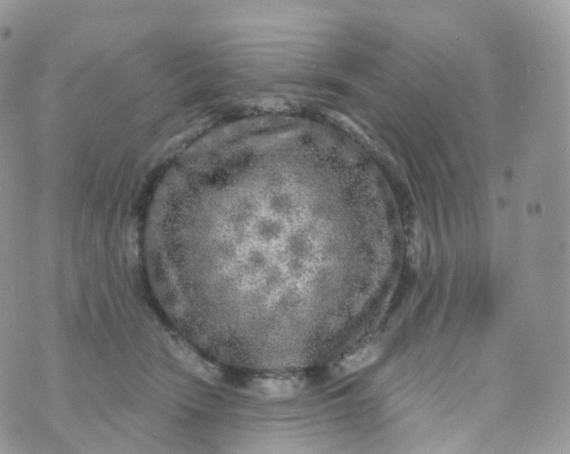 X0000070420466200606302105