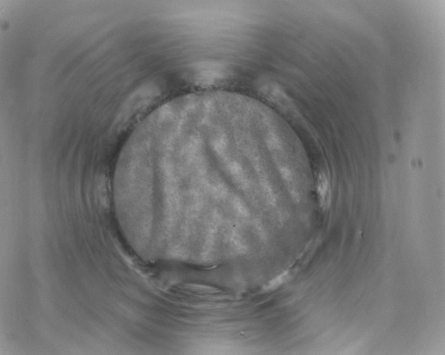 X0000070420470200606302105